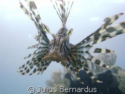 Lionfish taken with Sony Cybershot DSC-W7 by Julius Bernardus 